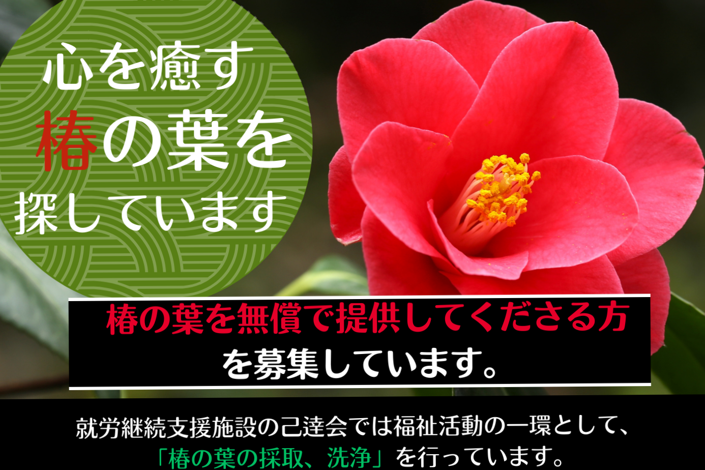 You are currently viewing 椿の葉を提供していただける方　募集について