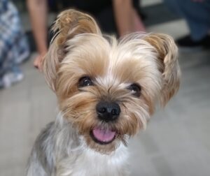 Read more about the article 己達会のアイドル『翠ちゃん』を紹介します！