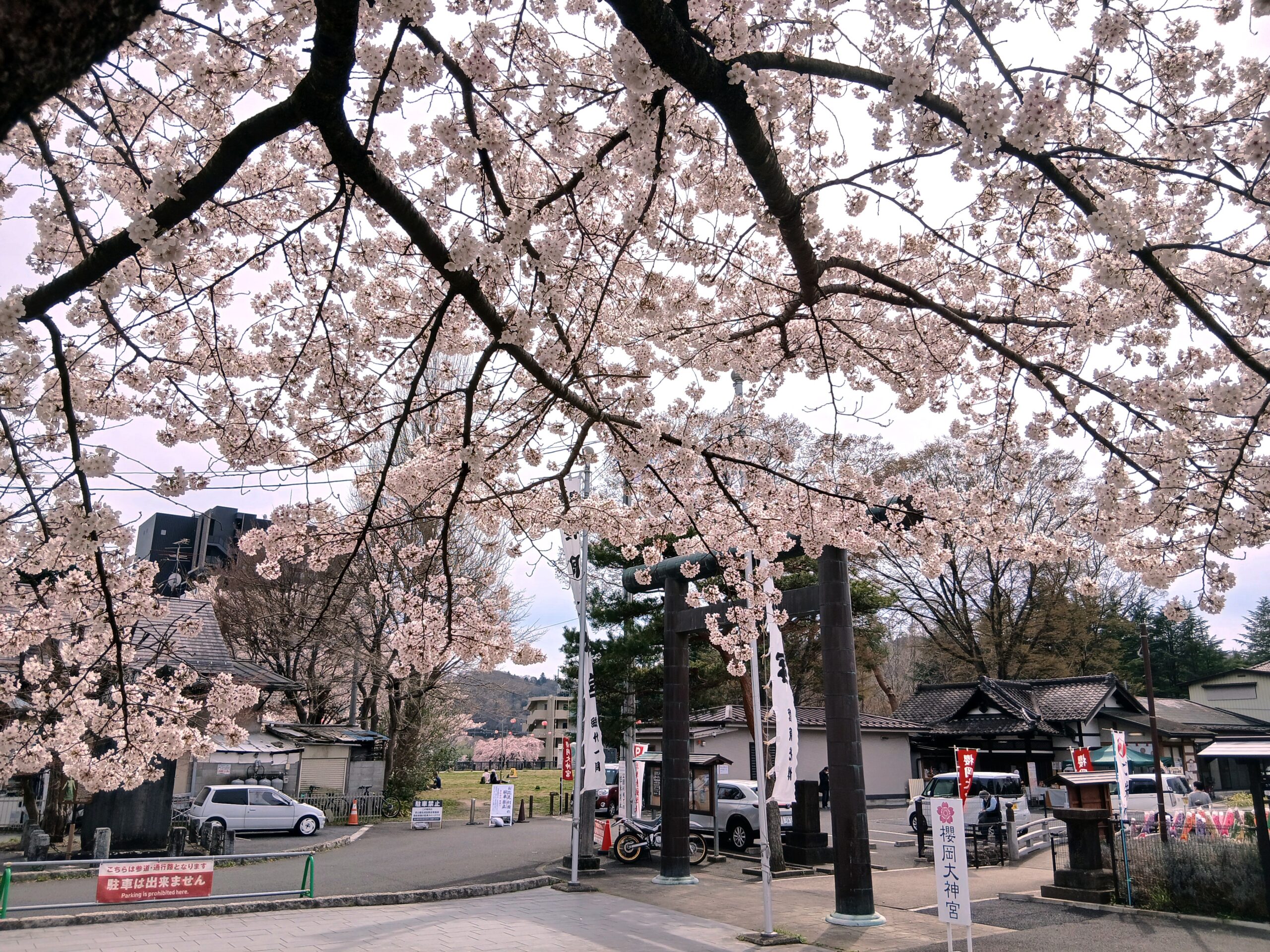 You are currently viewing 己達会rise　*~🌸お花見日和の様子をお届けします🌸~*