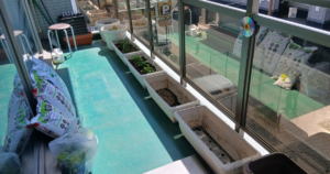 Read more about the article 己達会rise「ベランダ菜園」はじめました。