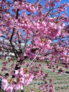Read more about the article 己達会labo お花見に行ってきました！
