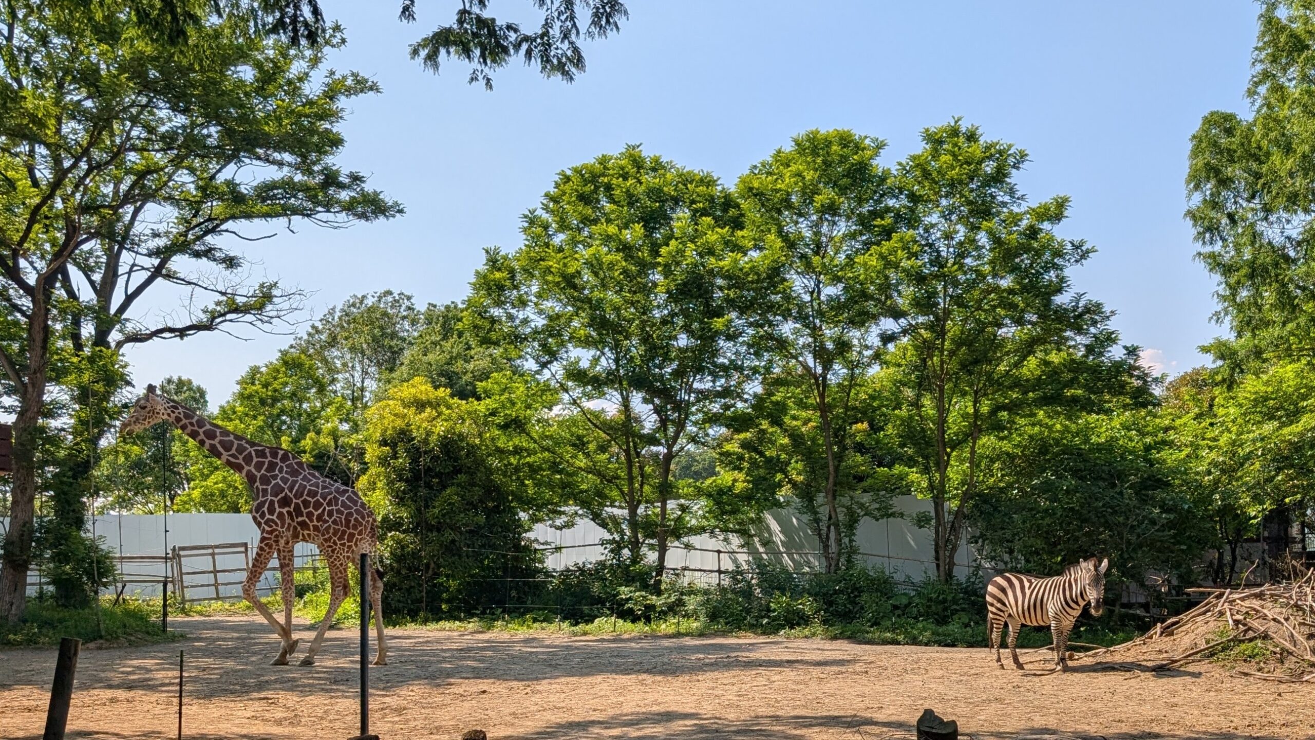 You are currently viewing 己達会rise　6月の外出イベント【八木山動物公園】